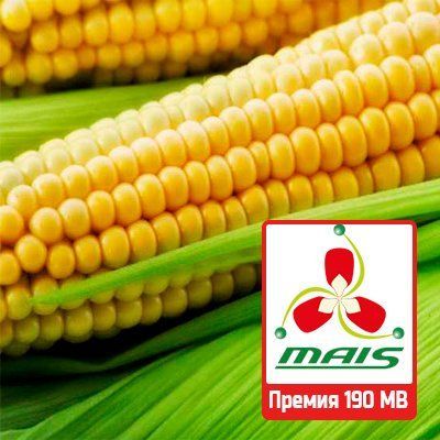 Насіння кукурудзи Премія 190 МВ МАЇС 623 фото