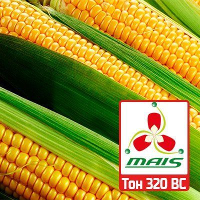 Насіння кукурудзи Тон 320 ВС МАЇС 626 фото