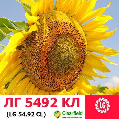 Насіння соняшнику ЛГ 5492 HO 1366 фото