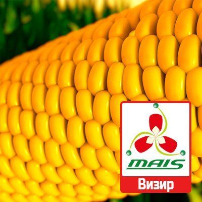 Насіння кукурудзи Візир МАЇС 628 фото