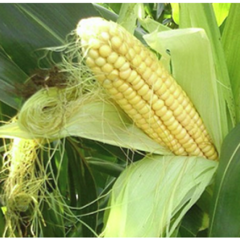 Семена кукурузы КВС КАШЕМИР 3216 фото